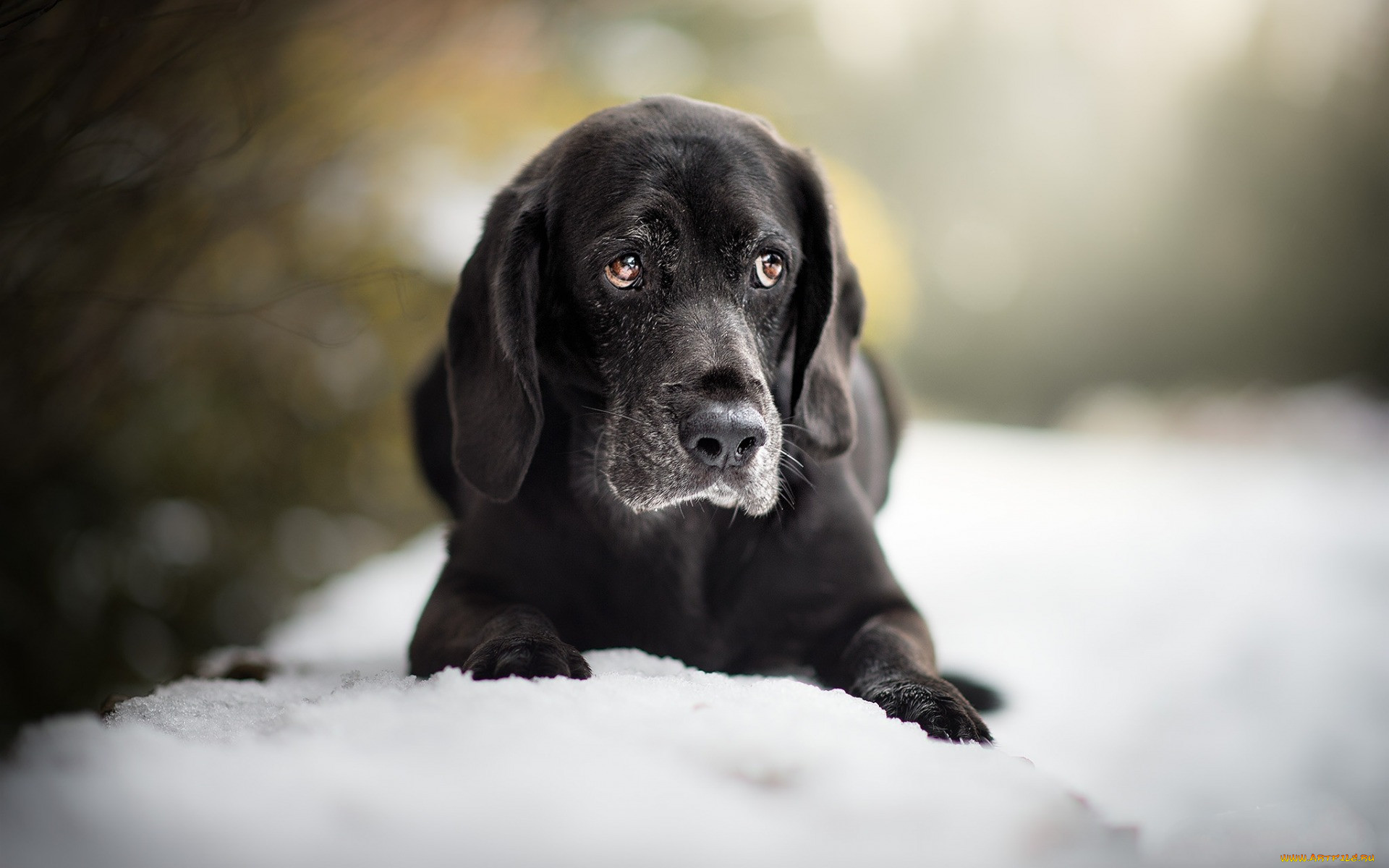 , , , , , , black, puppy, retriever, small, dog, labrador, cute, animals